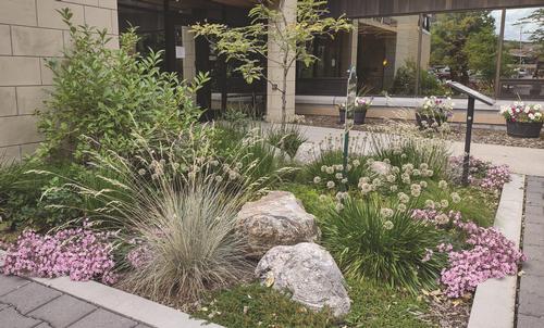 A garden with trees, grasses, and purple flowers. Photo by Linda Iverson